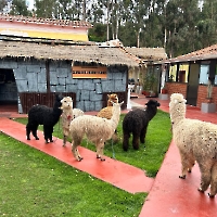 Peru2024_80