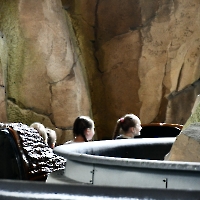 Toverland 2025_37